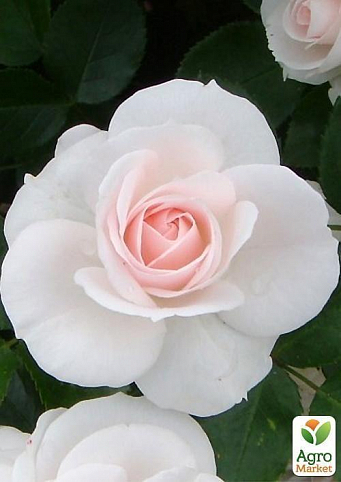 Роза полиантовая "Аспирин" (саженец класса АА+) высший сорт