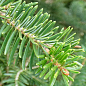 Ялиця Біла (Abies Alba) горщик P9 цена