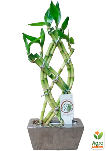 LMTD Бамбук Сандера "Dracaena sanderiana" (висота 20-30см) - фото 5