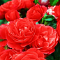 Роза миниатюрная "Ред Дет" (саженец класса АА+) высший сорт NEW
