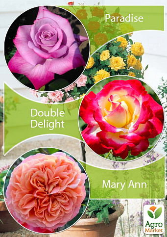 Окулянти Троянди на штамбі Триколор «Mary Ann + Double Delight + Paradise»