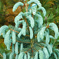 Ялина Енгельмана "Picea Engelmannii Glauca" (горщик P9) 1 саджанець в упаковці