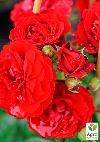 Роза плетистая "Бельканто" (саженец класса АА+) высший сорт - фото 2