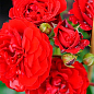 Роза плетистая "Бельканто" (саженец класса АА+) высший сорт купить