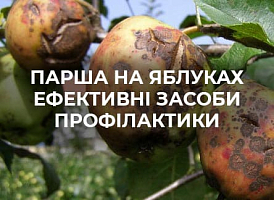 Парша на яблуні | Agro-market