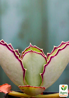 Каланхое Сінсепала (Kalanchoe Synsepala)17