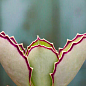 Каланхоэ Синсепала (Kalanchoe Synsepala)