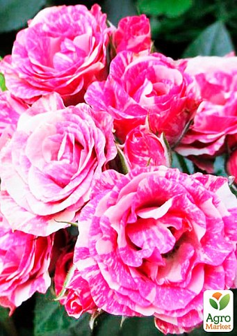Троянда дрібноквіткова (спрей) "Flash Pink" (саджанець класу АА +) вищий сорт NEW - фото 2