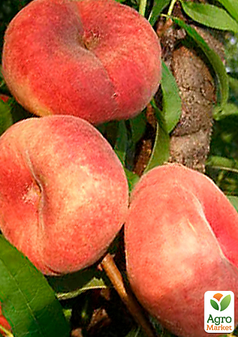 Инжирный персик "Свит Кап (Sweet Cap)" (летний сорт, средне-поздний срок созревания)