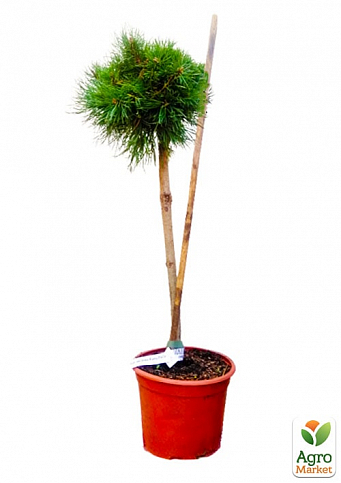 Сосна на штамбе "Хорни Хазл" (Pinus uncinata "Horni Hazle") С2, высота от 30-50см - фото 2