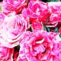Троянда дрібноквіткова (спрей) "Flash Pink" (саджанець класу АА +) вищий сорт NEW купить