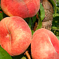 Инжирный персик "Свит Кап (Sweet Cap)" (летний сорт, средне-поздний срок созревания)