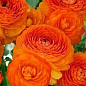 Лютики (Ранункулюс) "Orange 986" (розмір 5/6, великий) 5шт в упаковці