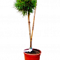 Сосна на штамбе "Хорни Хазл" (Pinus uncinata "Horni Hazle") С2, высота от 30-50см купить