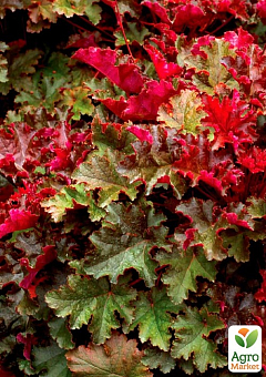 Гейхера (Heuchera) "Chocolate Ruffles" С1 (высота 15-30см) 1 саженец в упаковке
