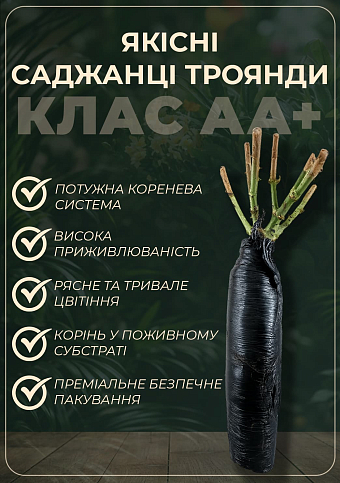 Троянда англійська "Голден Селебрейшн" (саджанець класу АА+) вищий сорт - фото 2