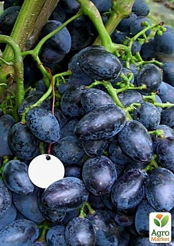 Виноград "Гала" (ранній термін дозрівання, стійкий до захворювань і заморозків) - фото 3