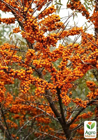 Облепиха (перекрестное опыление, комплект 2 шт) 1 год - фото 4