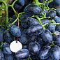 Виноград "Гала" (ранній термін дозрівання, стійкий до захворювань і заморозків) цена