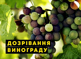 Як прискорити дозрівання винограду - корисні статті про садівництво від Agro-Market
