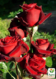 Эксклюзив! Роза чайно-гибридная "Темная Вишня" (Black Cherry) (саженец класса АА+) высший сорт18