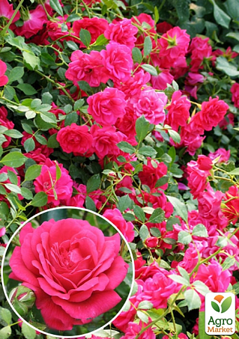 Роза плетистая "Laguna"  (саженец класса АА+) высший сорт