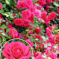 Роза плетистая "Laguna"  (саженец класса АА+) высший сорт