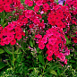 Флокс багаторічний "Red Riding Hood" купить