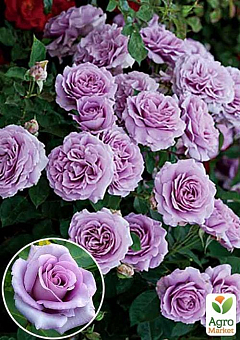 Троянда плетиста "Вейлченблу" (саджанець класу АА +) вищий сорт1