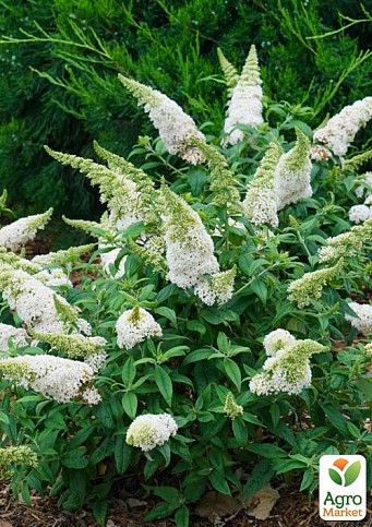 Буддлея Давида "White Profusion"