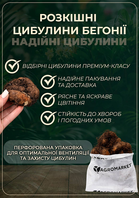 Бегонія "Пікоті" 1 шт - фото 3