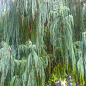 Кипарис Кашмирский (Cupressus Cashmeriana) контейнер Р9 купить