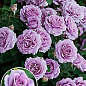 Троянда плетиста "Вейлченблу" (саджанець класу АА +) вищий сорт