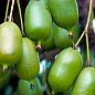 Актинидия "Загадочная" (мини-киви, яблочно-ананасовый вкус, поздний срок созревания)  цена