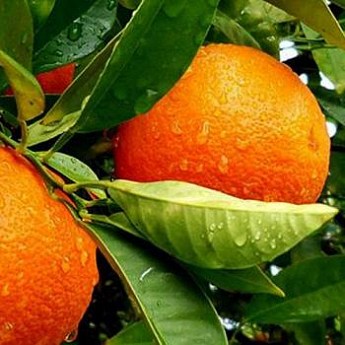 Мандарин "Мандаред" купити поштою в Одесі, Києві, Україні | Agro-Market