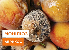 Як захистити абрикос від моніліозу - корисні статті про садівництво від Agro-Market
