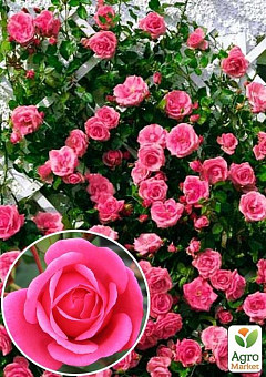 Троянда плетиста "Етюд" (саджанець класу АА +) вищий сорт1