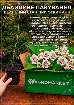 Катальпа китайська овальнолиста (Catalpa ovata), Р920