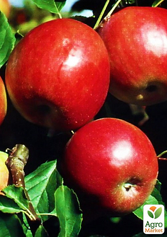 Яблуня "Камео" (зимовий сорт, пізній термін дозрівання)