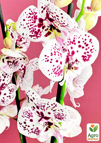 Орхидея (Phalaenopsis) "Cascad Leo" высота 35-45см - фото 3