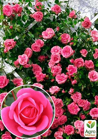 Троянда плетиста "Етюд" (саджанець класу АА +) вищий сорт