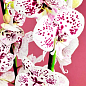 Орхидея (Phalaenopsis) "Cascad Leo" высота 35-45см цена