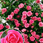 Троянда плетиста "Етюд" (саджанець класу АА +) вищий сорт