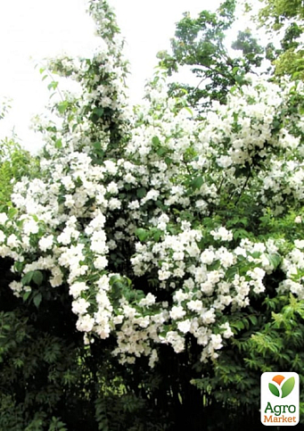 Жасмин гибридный садовый (чубушник) "Bouquet Blanc" 2х летний (вазон С2) - фото 2
