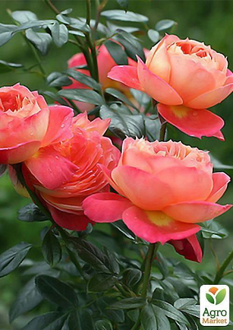 Троянда флорибунда "Куїн оф Хертс" (саджанець класу АА +) вищий сорт