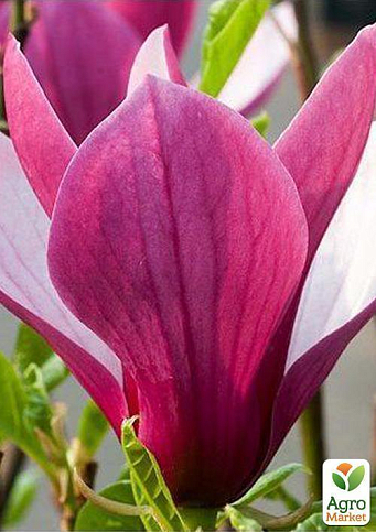 Магнолия "Oriental Night"  - фото 6