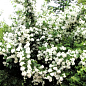 Жасмин гибридный садовый (чубушник) "Bouquet Blanc" 2х летний (вазон С2) купить