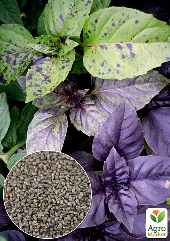 На вагу Базилік "Суміш кращих популярних сортів" ТМ "Весна" ціна за 3г