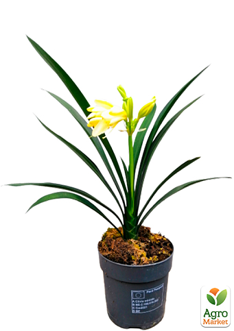 Кливия "Clivia Citrina" (вечнозеленое многолетнее комнатное растение) - фото 5