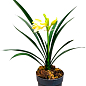 Кливия "Clivia Citrina" (вечнозеленое многолетнее комнатное растение)